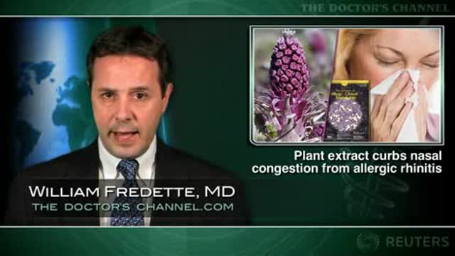 Plant extract effective in relieving allergic nasal congestion Thumbnail