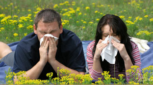 Azelastine-fluticasone combo effective for seasonal allergic rhinitis Thumbnail