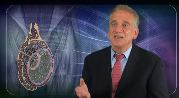 What is Hypogonadism? Thumbnail