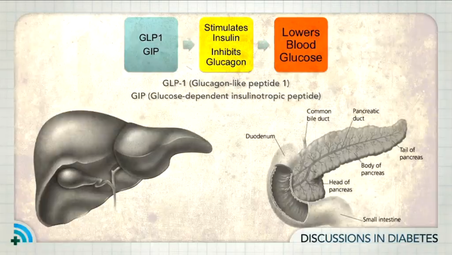 Incretins in Patients with Type 2 Diabetes: Part 1 Thumbnail