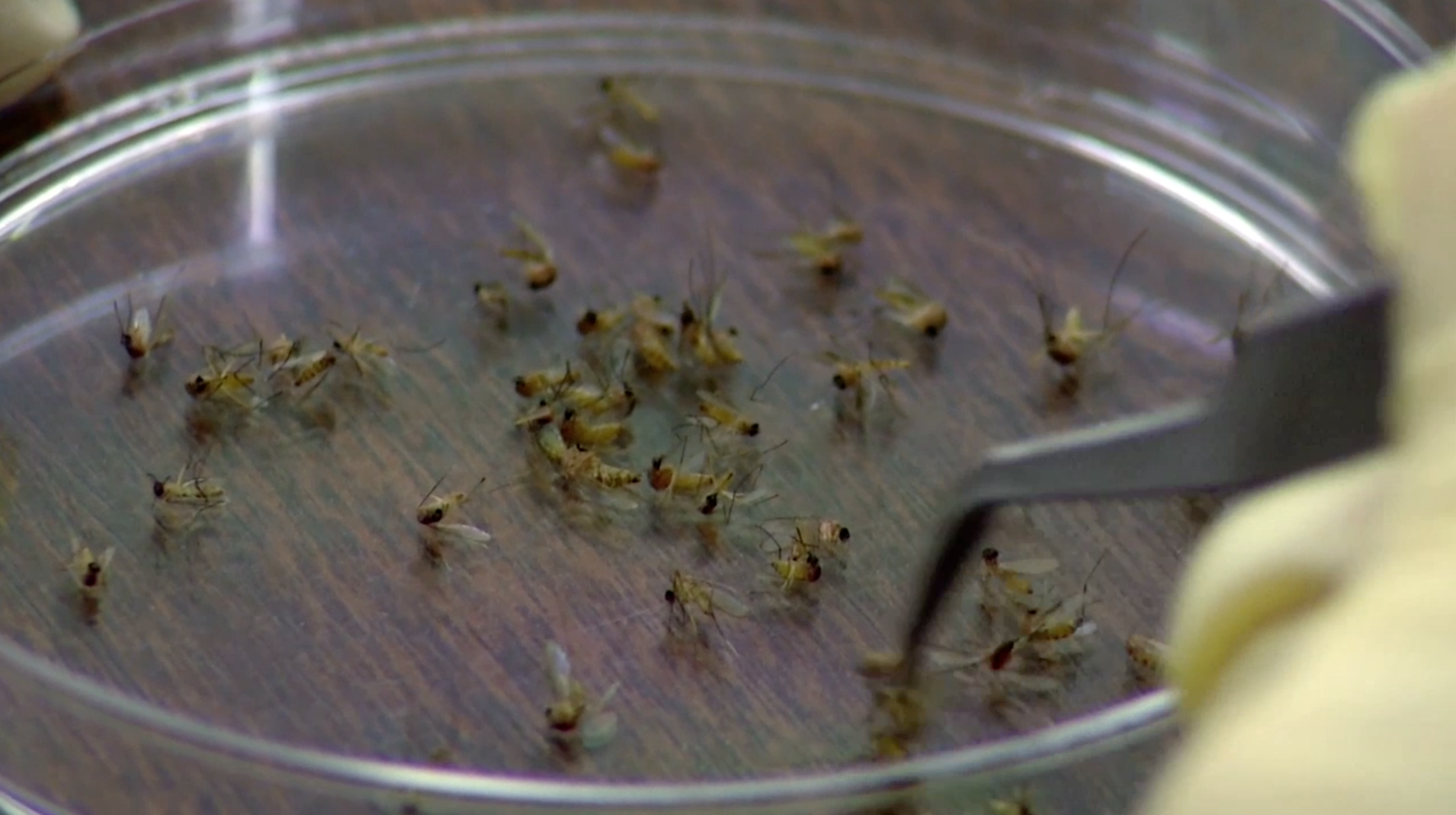 Mosquito Surveillance, Monitoring Weather Patterns and Geographic Hot Spots May Help Predict West Nile Virus Infection Thumbnail