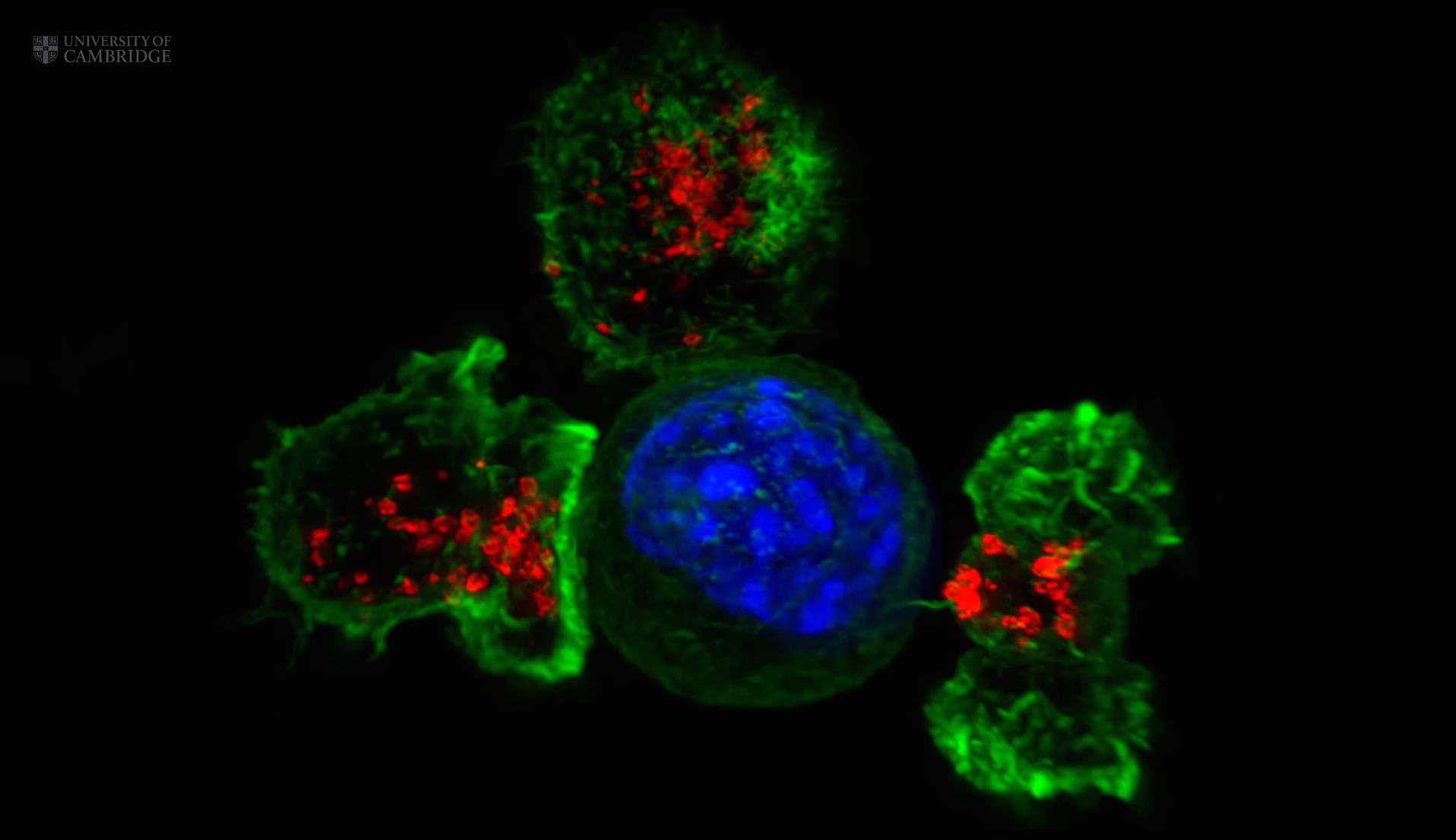 Cytotoxic T-Cells Specifically Target Cancer Cells for Destruction Thumbnail