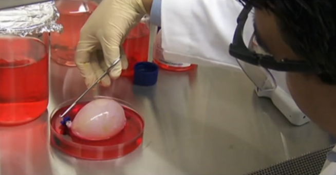 Researchers at Vienna Lab Grow “Miniature Brains” from Stem Cells Thumbnail