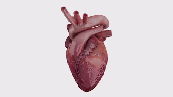Heartworks is an Exact 3D Representation of Human Cardiac Anatomy Thumbnail