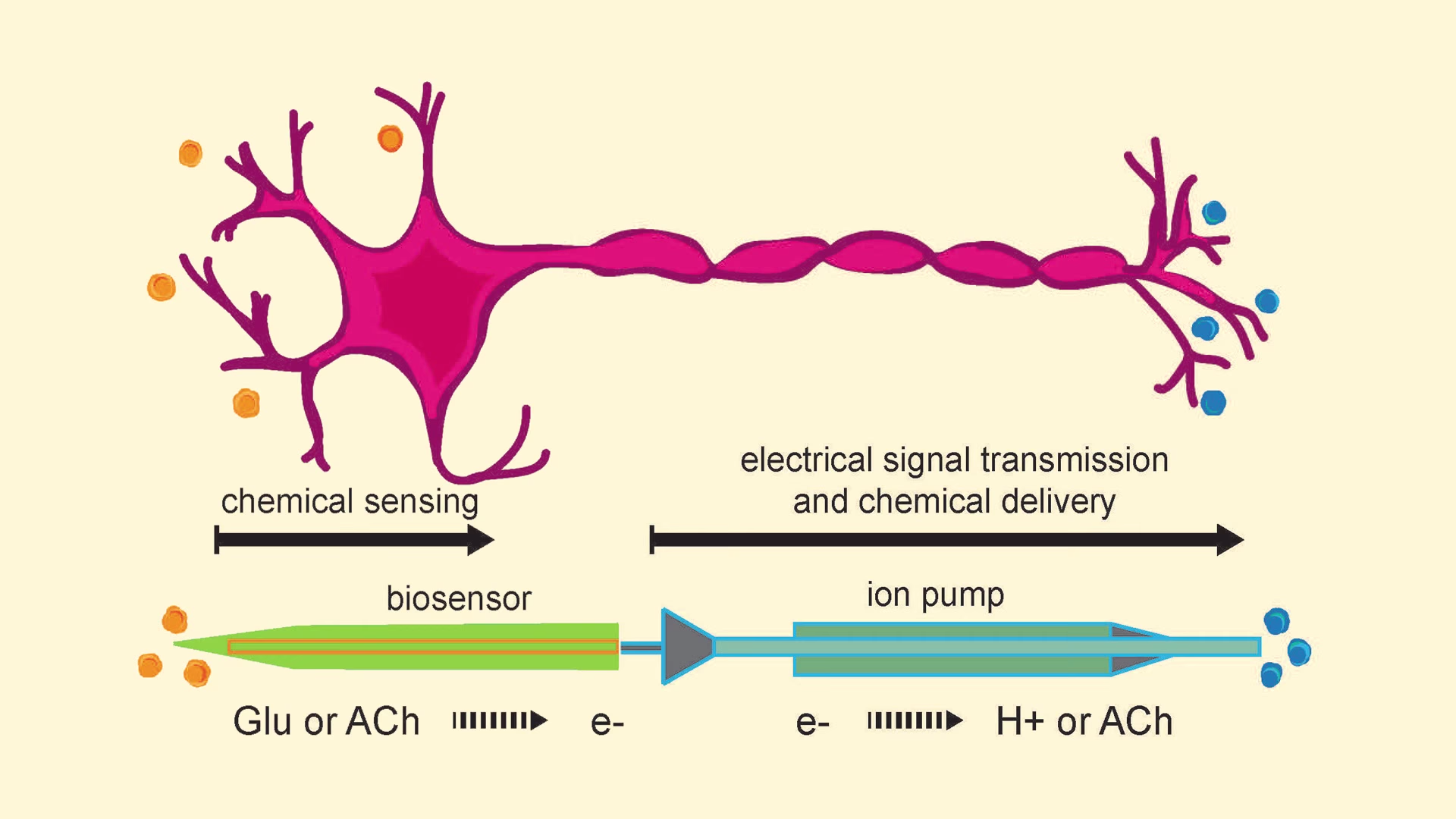 Artificial Neuron Replicates Biochemical Communication in the Brain Thumbnail