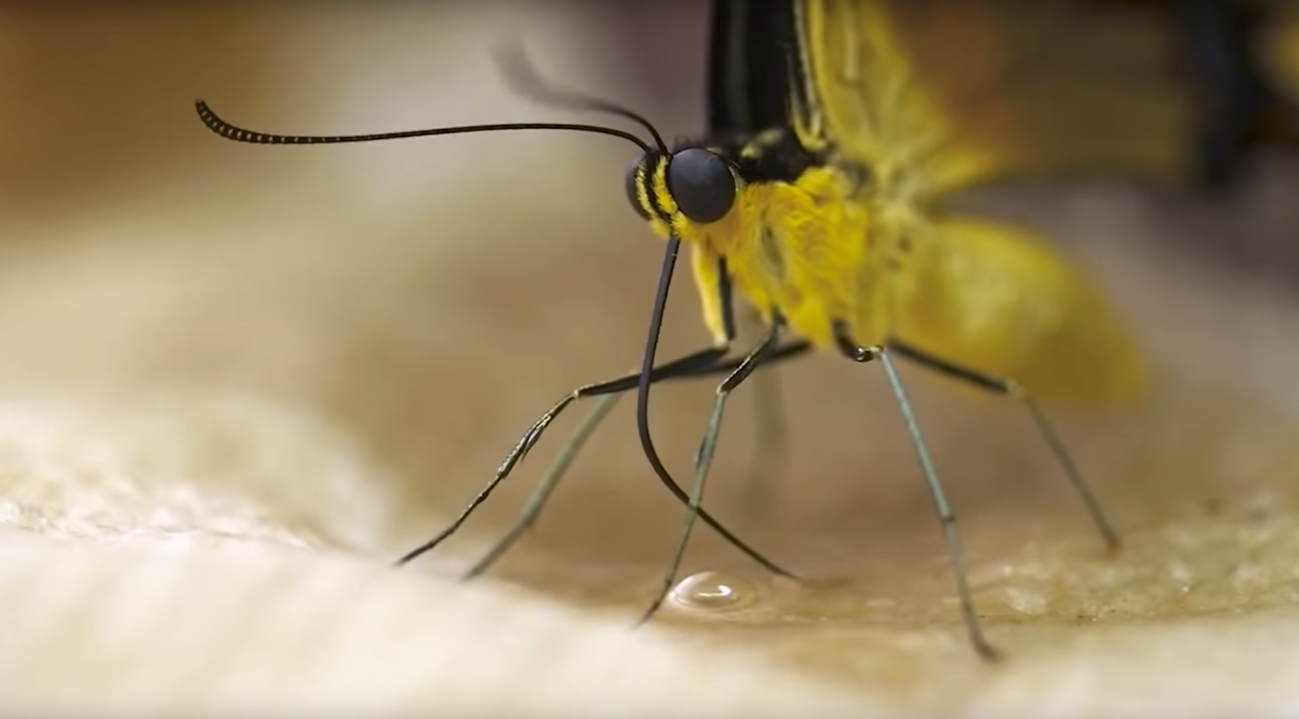 Butterfly’s Proboscis Inspires Nano Tube Medical Device Engineering Thumbnail
