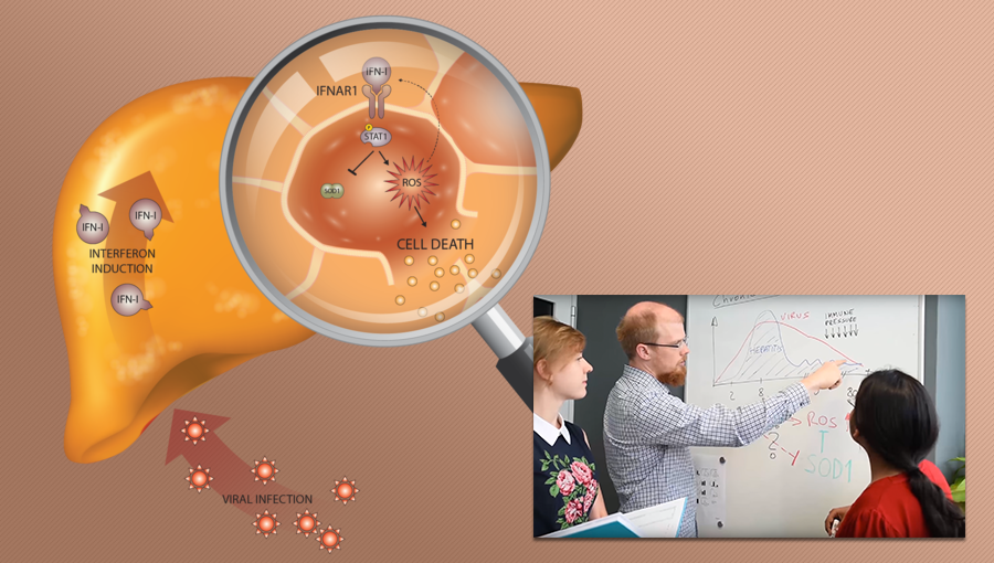 Interferon Downregulates Superoxide Dismutase Enzyme in Liver Thumbnail