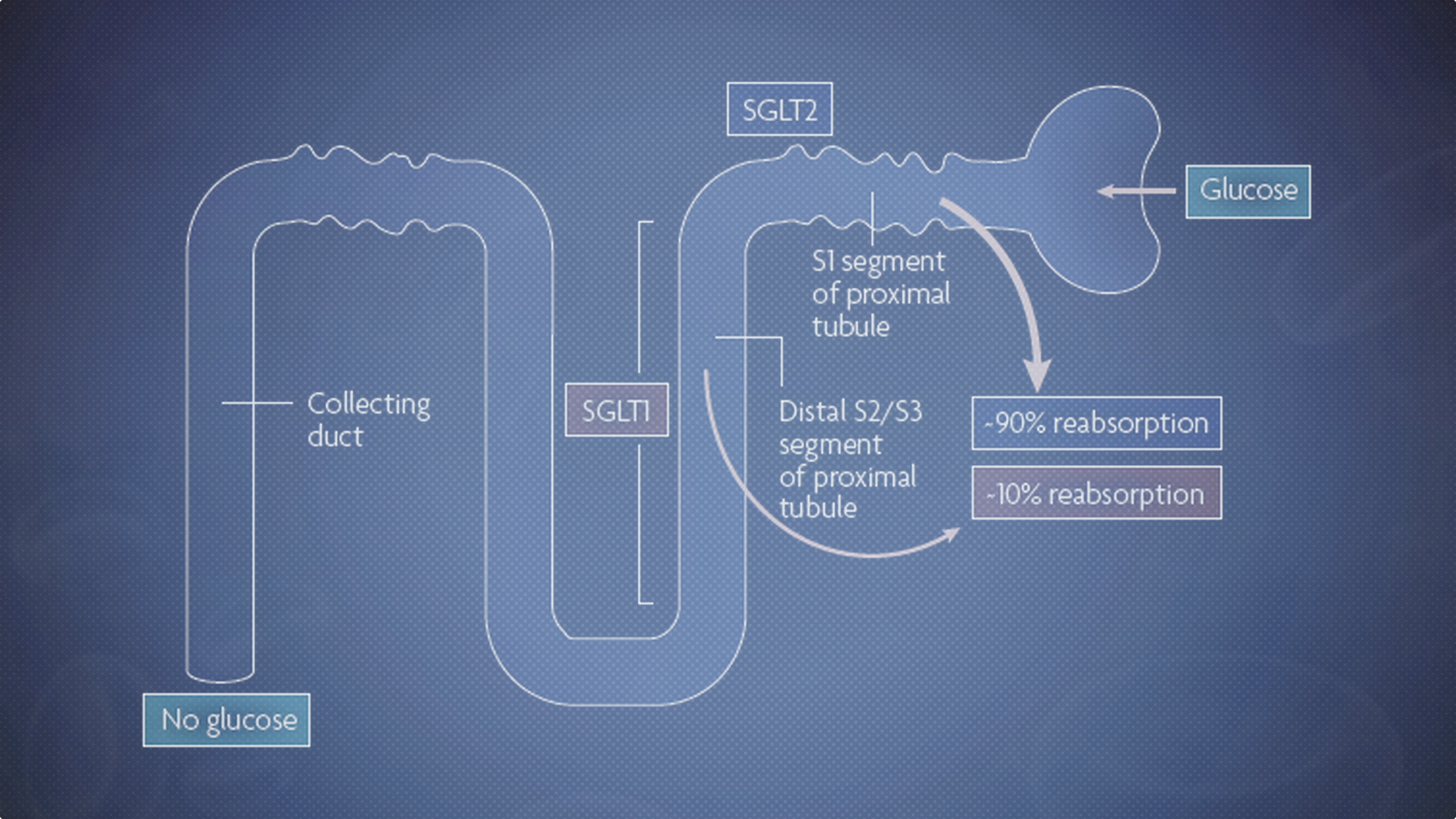 SGLT2 Inhibitors Help Block Glucose Reabsorption Thumbnail