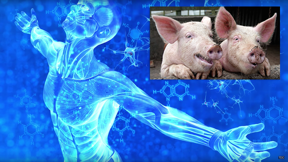 Growing Replacement Human Organs in Pigs? Thumbnail