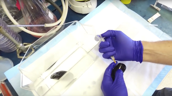Contagious Cancer is More Common than Previously Thought Thumbnail