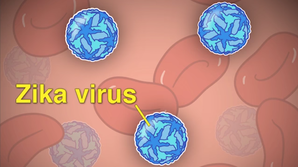 Does Zika Virus Really Cause Fetal Brain Defects? Thumbnail