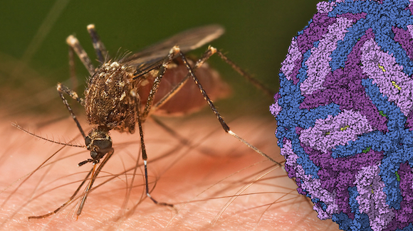Anti-influenza Meds Show Promise Against Zika Virus Thumbnail