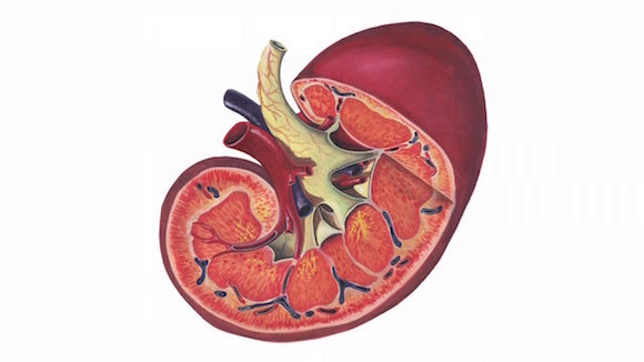 Early Detection of Chronic Kidney Disease Allows Timely Introduction of Kidney-Protective Therapies Thumbnail