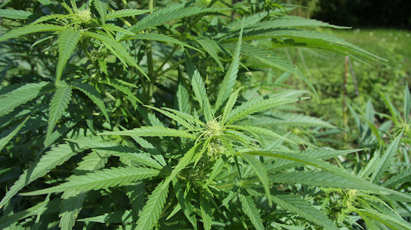Prescribing Medical Marijuana? Thumbnail