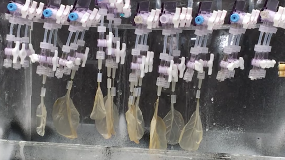 Can Spinach Leaves Replace Damaged Cardiac Tissue? Thumbnail