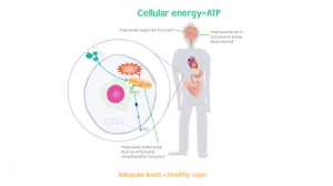 Thumbnail image for Dietary Supplement Can Help Maintain NAD+ Levels in Aging Patients. Click to play.