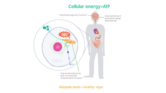 Dietary Supplement Can Help Maintain NAD+ Levels in Aging Patients Thumbnail