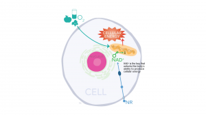 Thumbnail image for Nicotinamide Riboside Activates Protective Sirtuin Enzymes. Click to play.