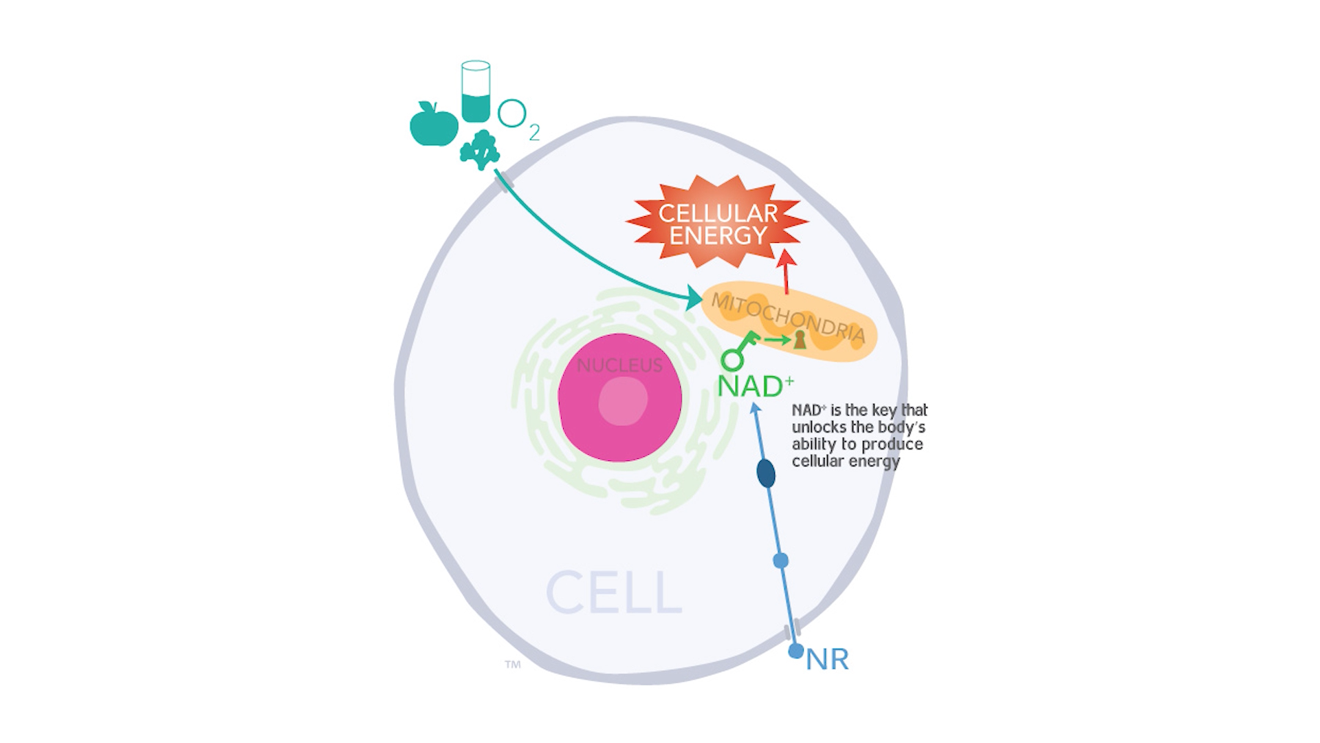 Nicotinamide Riboside Activates Protective Sirtuin Enzymes Thumbnail