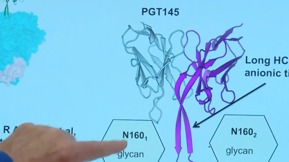Do Bovines Hold the Key to HIV Immunity? Thumbnail