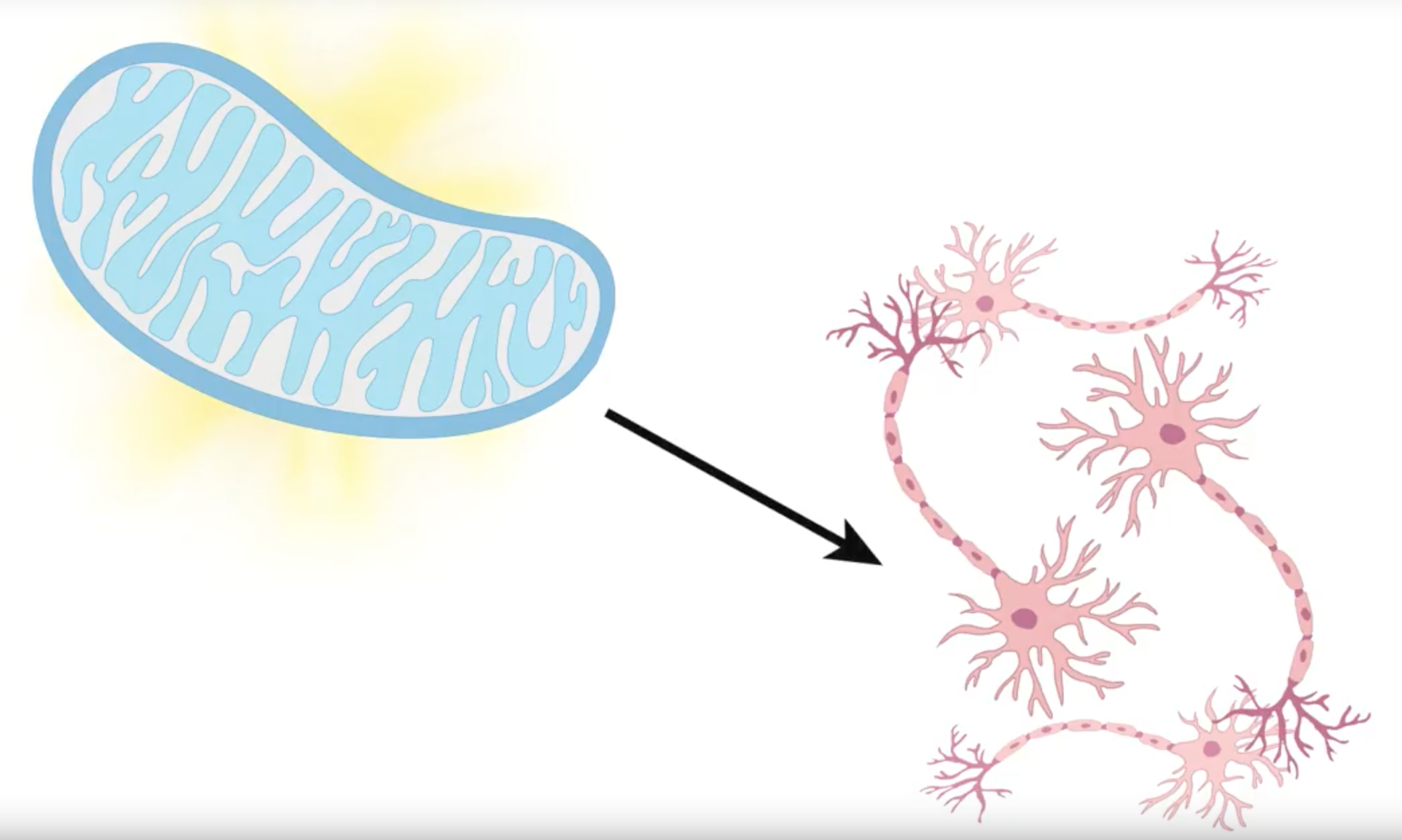 Research Identifies Cells that May Keep Neurons Safe from Parkinson’s Thumbnail