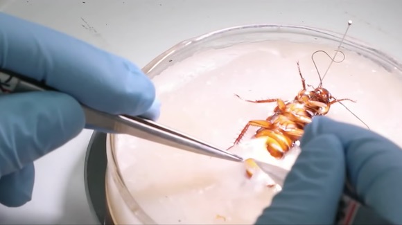 What Secrets Are Hiding in the Genome of the American Cockroach? Thumbnail
