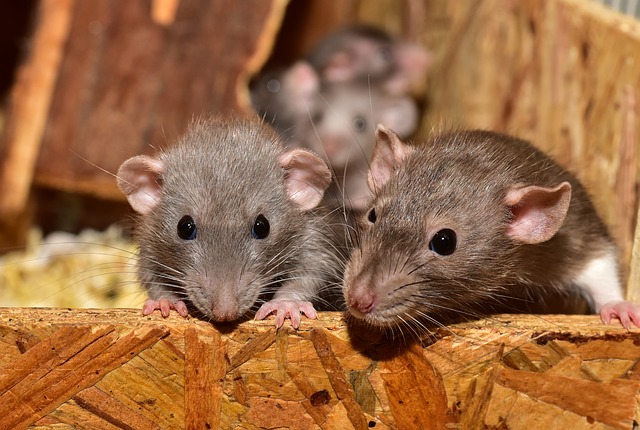 Examining Circuit Development in the Cerebellar Cortex of Mice Thumbnail