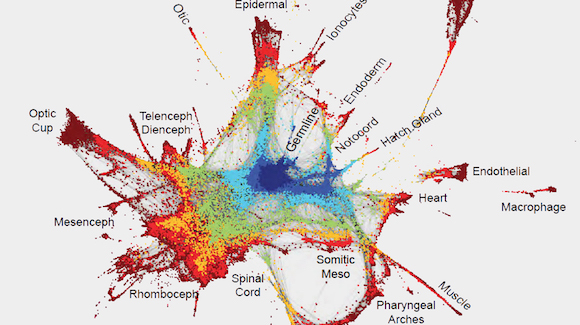 Genetic Roadmap for Building an Entire Organism from One Cell? Thumbnail