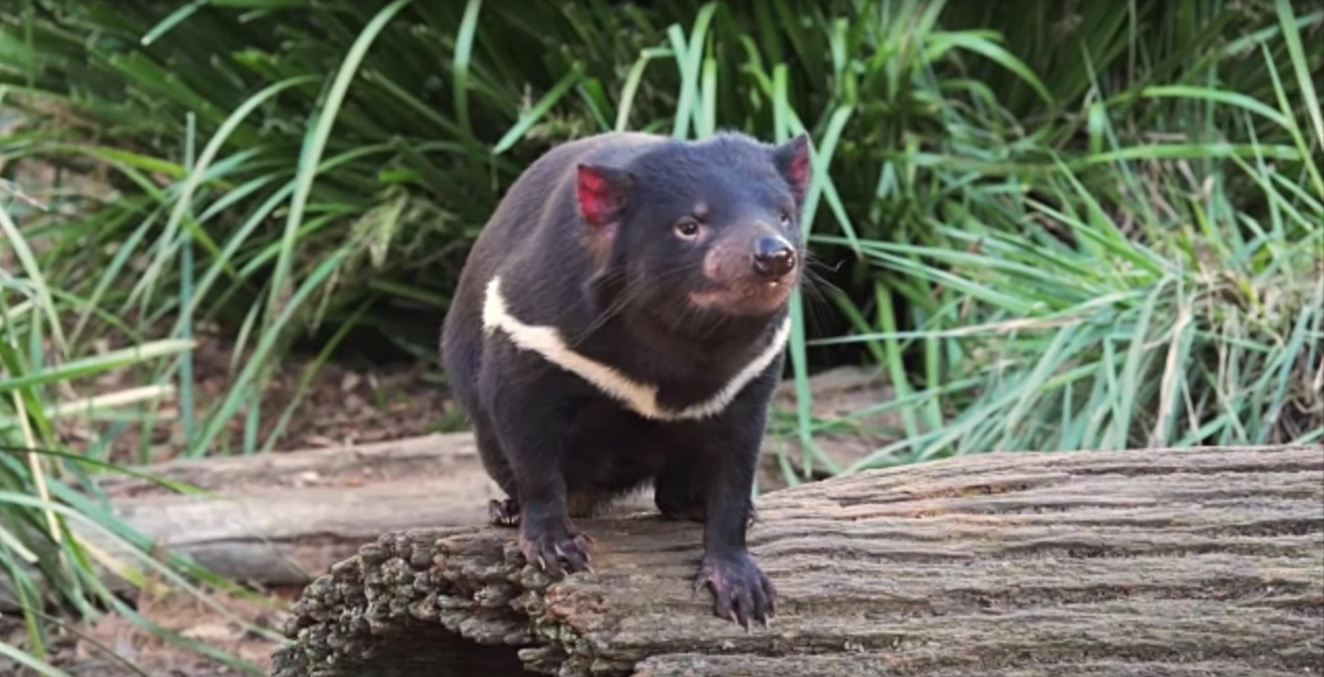 Can We Save Tasmanian Devils from Contagious Cancer? Thumbnail