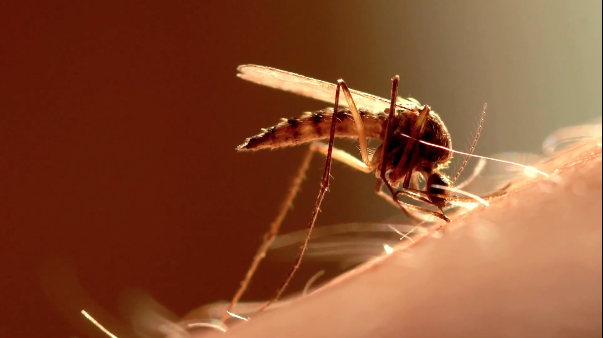 Gut Bacteria Could Help Protect Pregnant Women Against Malaria Thumbnail