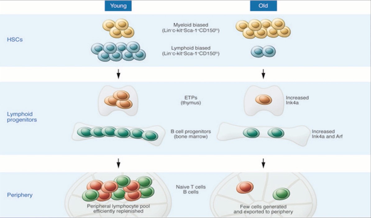 A Call to Action to Address Unmet Needs Among Geriatric Patients With Primary Immunodeficiency Thumbnail