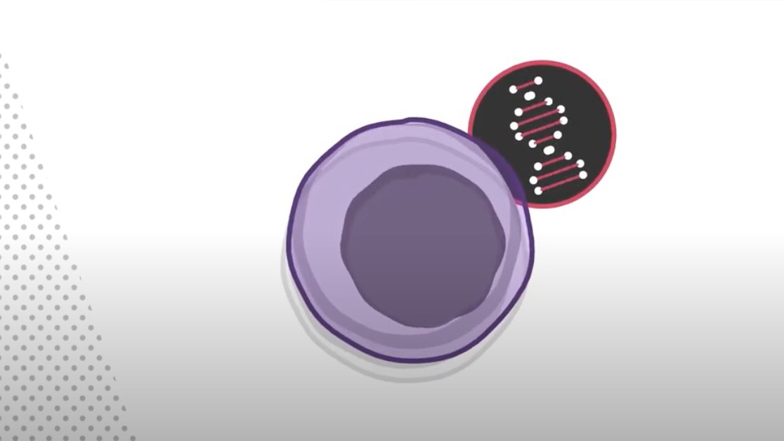 Components of Risk Stratification in AML Thumbnail