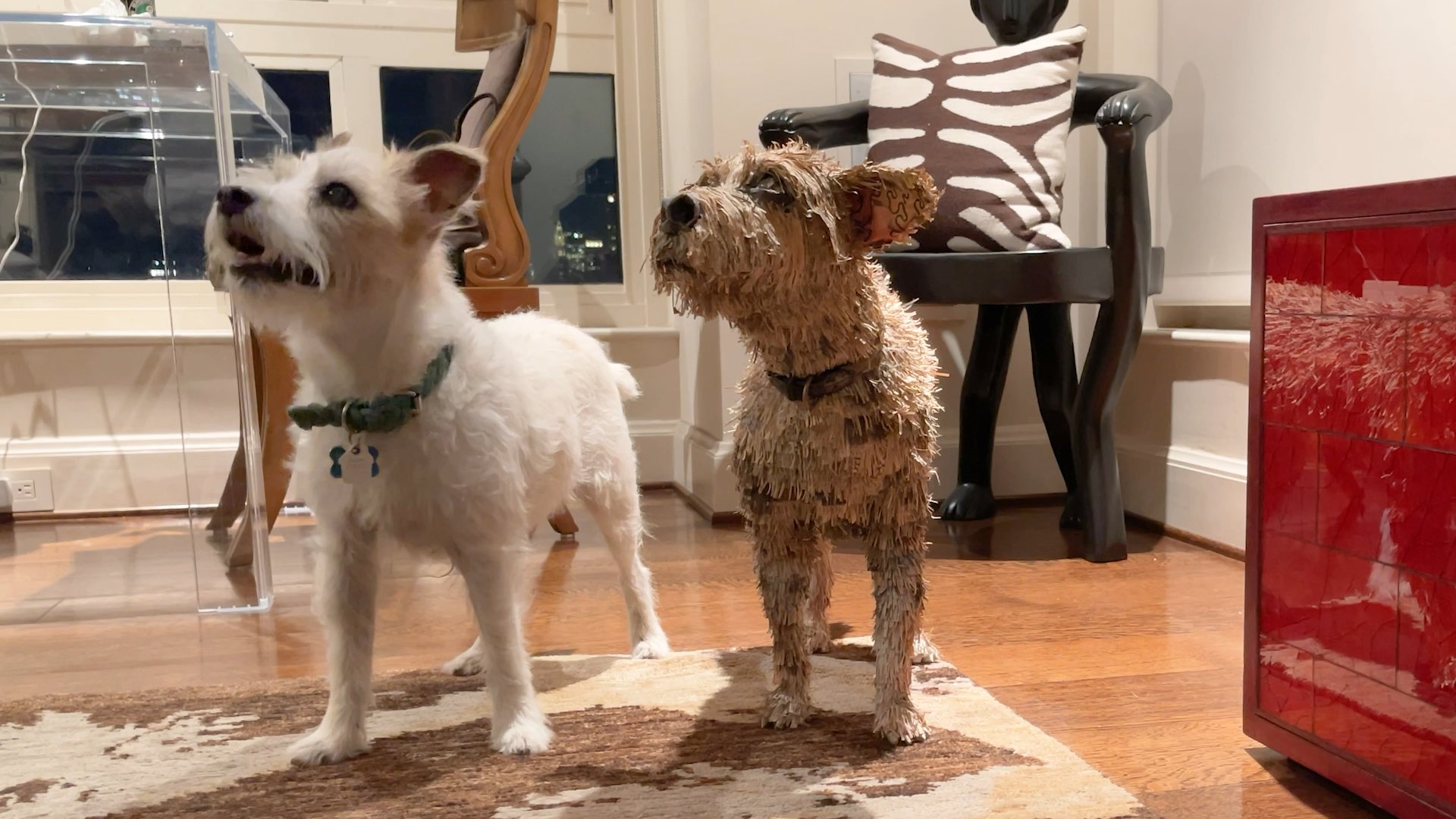 Cloning Elvis, Our Favorite Jack Russell Terrier – Part 1 Thumbnail