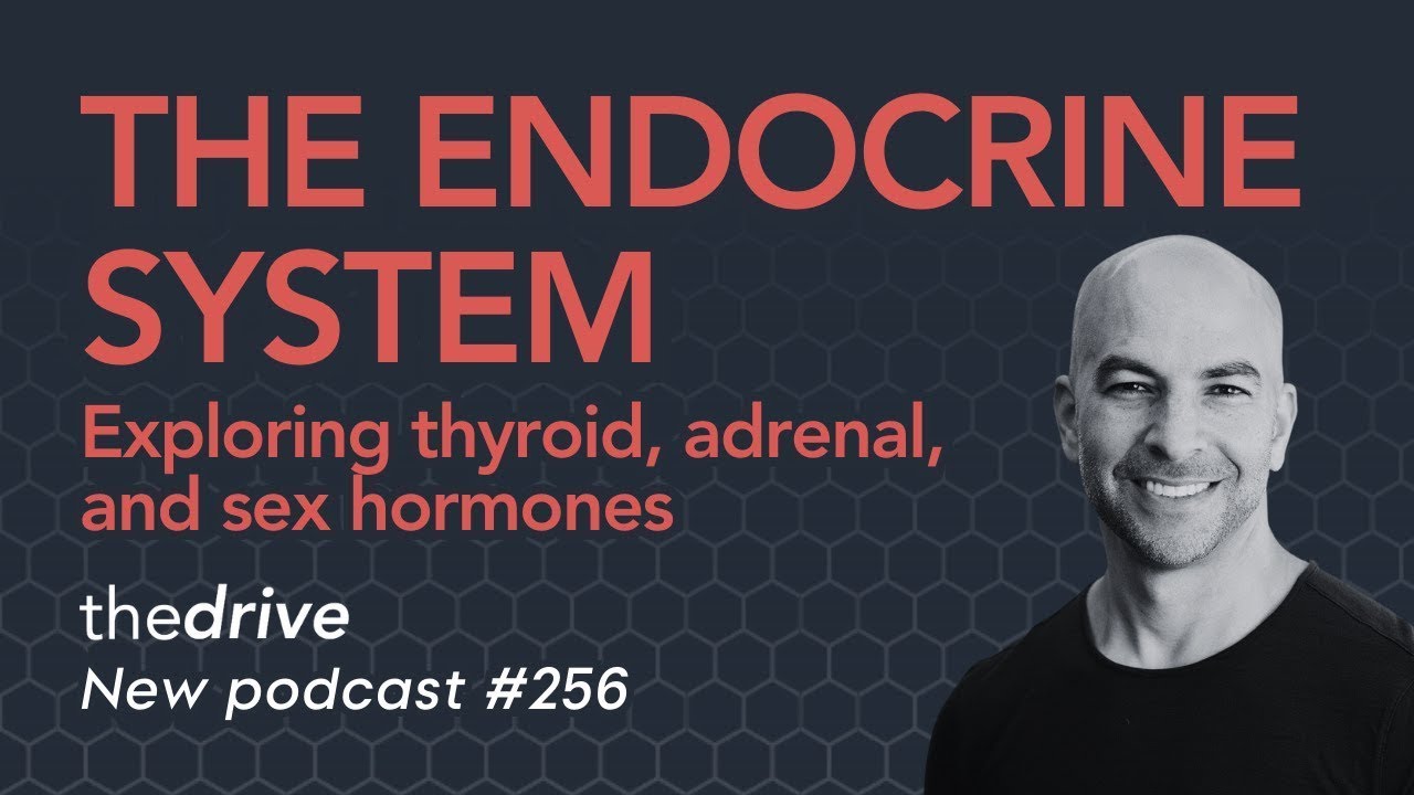 The Endocrine System: Exploring Thyroid, Adrenal, and Sex Hormones | Peter Attia, M.D. Thumbnail