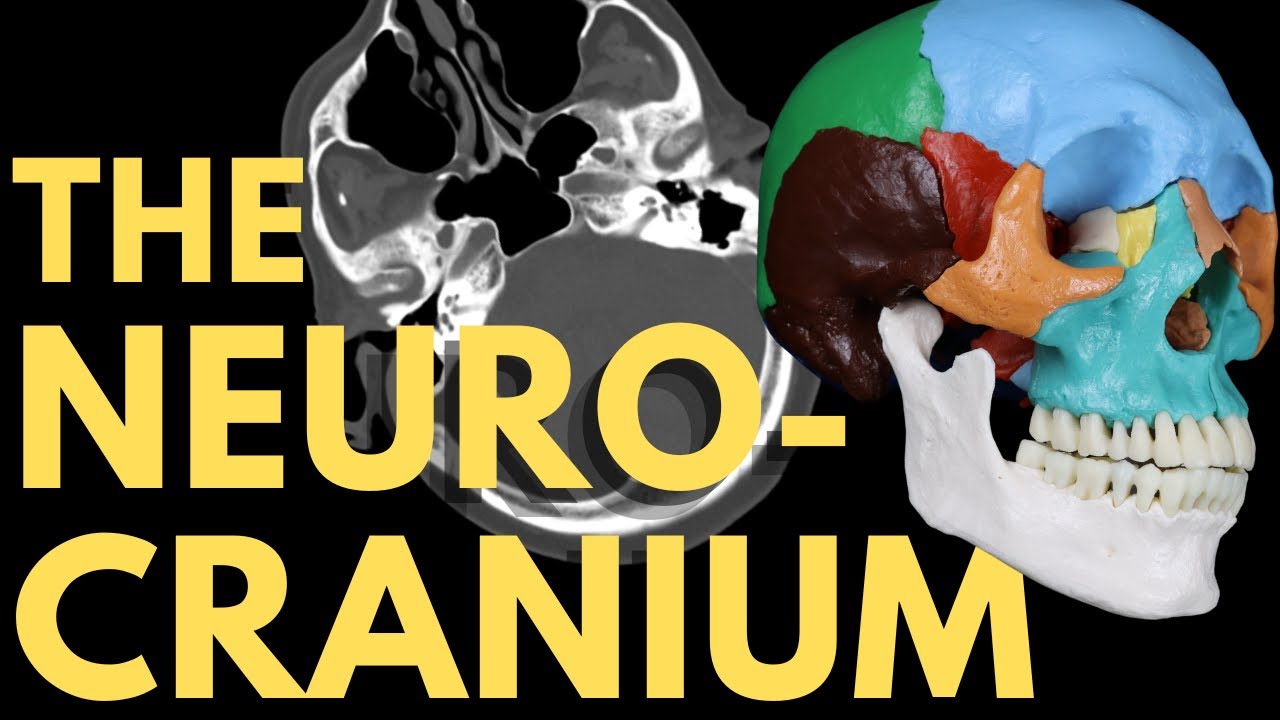 Cranial Bones, Sutures and Bony Landmarks | Skull Bone Anatomy | Radiology Anatomy | CT Brain Thumbnail